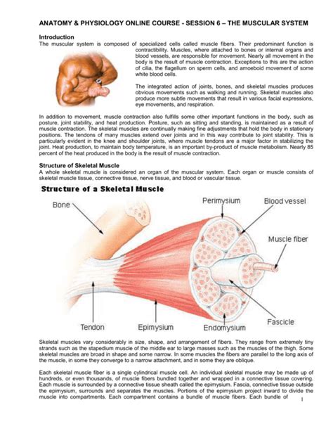 anatomy & physiology online course