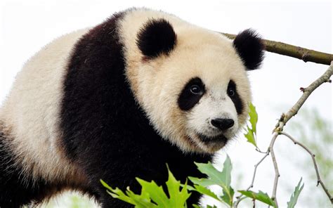 Download wallpapers giant panda, cute animals, bears, pandas, wildlife, panda on tree for ...