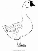 Mystery Exotic Goose Coloring Page For Kids  Free Swans And Geese sketch template