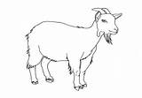 Boer Goat Coloring Pages At GetDrawings  Free Download sketch template
