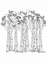 Birch Tree Coloring Page sketch template