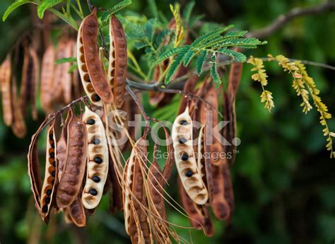 Acacia Koa Seeds stock photos - FreeImages.com