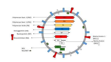 Orthomyxoviridae (Influenza) | LSBio