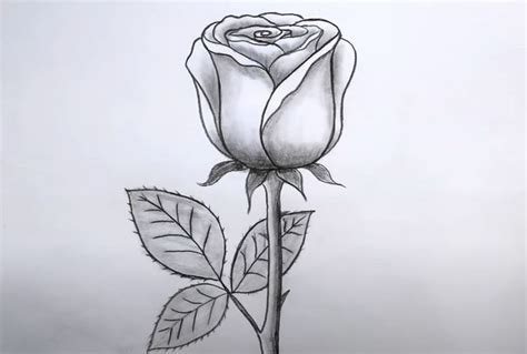 Rose Drawing Step by Step Tutorial | Easy Flower Drawing for Beginners