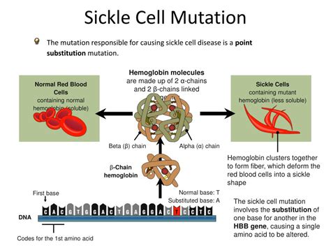 PPT - MUTATIONS PowerPoint Presentation, free download - ID:2201837