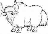 Yak Coloring Page For Kids sketch template