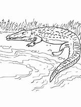 Realistic Nile Crocodile Coloring Page  Free Printable Pages sketch template