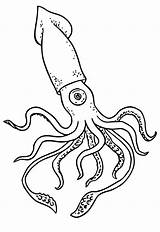 Squid Coloring Page sketch template