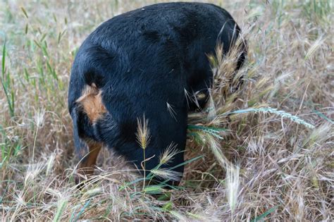 Foxtail & Dogs: How to Identify & Remove This Dangerous Grass