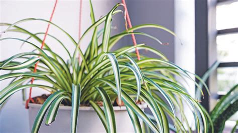 Benefits of a spider plant: 4 spider plant indoor benefits and how to look after them