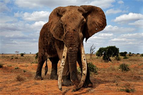 African Elephants Have Plenty of Habitat if Spared From the Ivory Trade