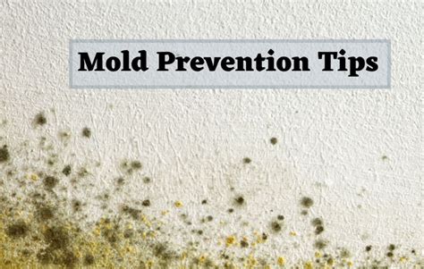 Mold Prevention Tips San Diego | Smart Dry Restoration San Diego