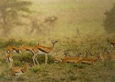 Thomson's Gazelle Herd, Serengeti National Park, Tanzania Photograph by Sandesh Kadur / Naturepl ...