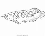 Adolfos Catfish Coloring Page For Kids  Free Catfishes Printable sketch template