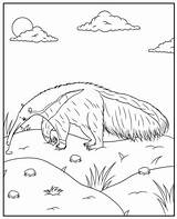 Anteater coloring Page To Print sketch template