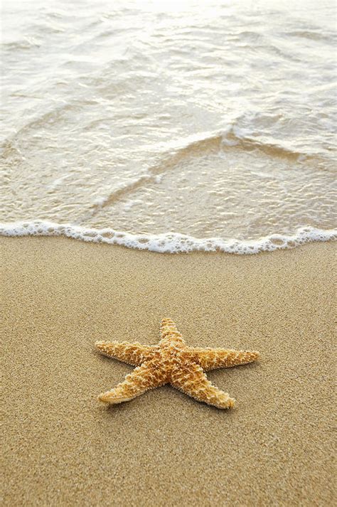 Two Starfish On Beach