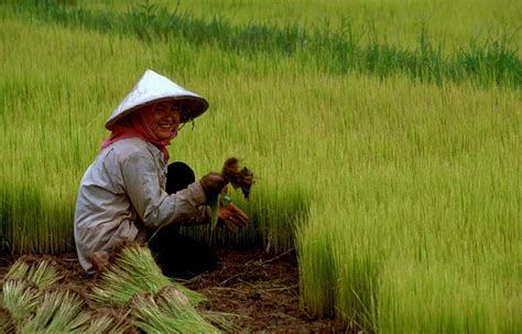 File:Rice 02.jpg - Wikipedia