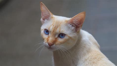 Aasta (Siamese flame point female) Adopted Cat & Kitten Adoption Pet