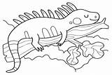 30  Iguana Coloring Pages Free Printable PDF & Online sketch template