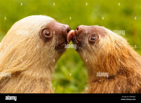 Hoffmanns two toed sloth hi-res stock photography and images - Alamy