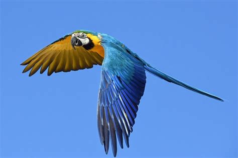 Macaw Parrot flying : r/PartyParrot