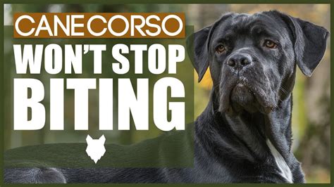 How To Stop Your CANE CORSO BITING - YouTube