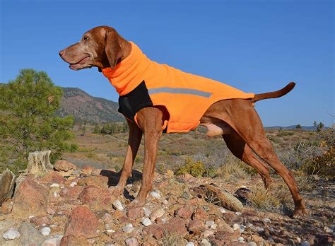 Stay Cozy and Stylish: Top 10 Dog Coats for Your Vizsla - Furry Folly