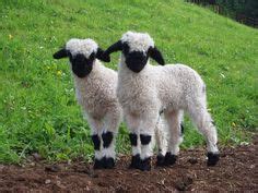 Valais Blacknose and Scottish Blackface Sheep