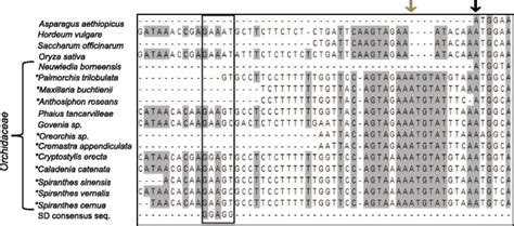 Alignment of 5’UTR matK sequence to determine possible Shine-Dalgarno... | Download Scientific ...