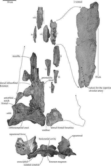 Paleontologists Identify a New Species of Ancient Whale