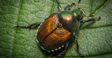 How to Kill and Prevent Japanese Beetles and Grubs