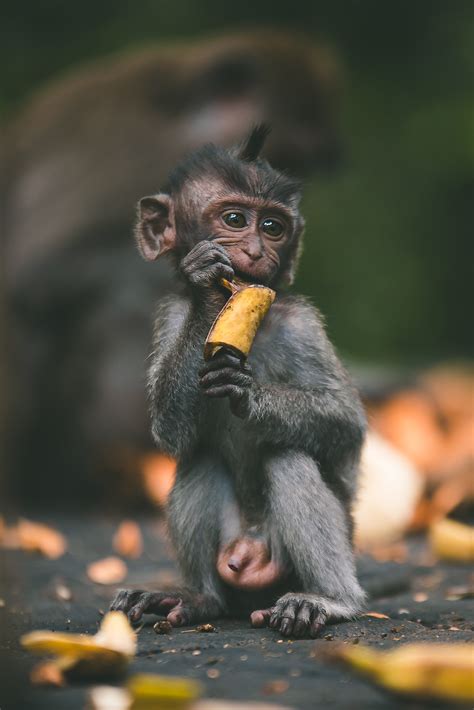 Balinese Monkeys | KyleMerriman.com