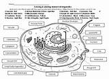 Animal Cell Organelles Coloring & Labeling Diagram Printable Worksheet  sketch template
