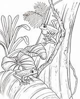 Realistic Tree Frog Coloring Pages sketch template