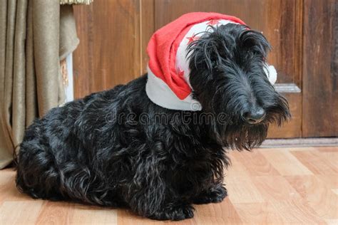 Funny Naughty Dog in Santa Hat Stock Photo - Image of green, black: 107389416