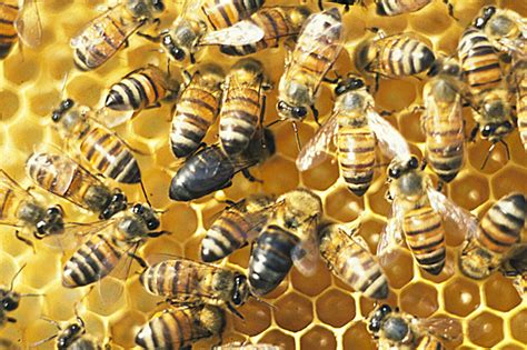 A single gene turns socially organized bees into social parasites