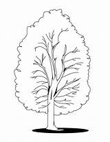 Tree Sketch Coloring Page sketch template