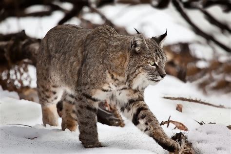 Sandy Follett Photography | Yosemite Wildlife | Yosemite Bobcat