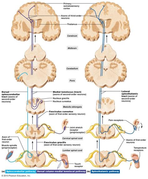 The Central Nervous System | Neuroanatomy | Neurology, Spinal cord anatomy, Brain anatomy