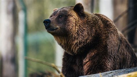 How to Save (or Not) a Grizzly Bear from Hunters | Outside Online
