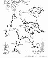 Farm Animal Coloring Pages  Printable Baby Goats Page And sketch template
