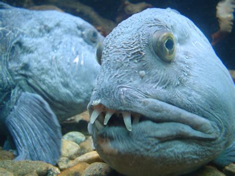 Real Monstrosities: Wolffish and Wolf Eel