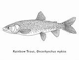 Rainbow Trout Coloring Pages sketch template
