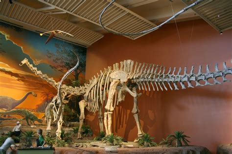 Seismosaurus hallorum. Musée du Nouveau-Mexique d'histoire naturelle et des sciences ...