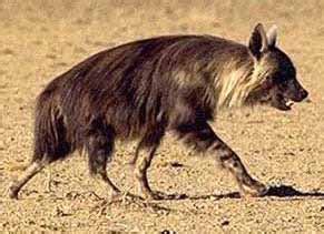 Brown Hyena: Facts, Characteristics, Habitat and More - Animal Place