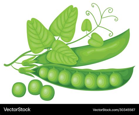 Realistic pods green peas tendril and leaves Vector Image