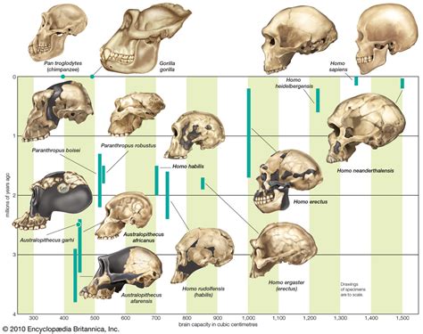 3.6 Human Evolution - AT SKOOL WITH MRS JOHNS