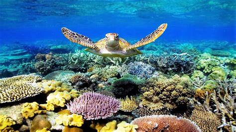 5-five-5: Great Barrier Reef (Australia)