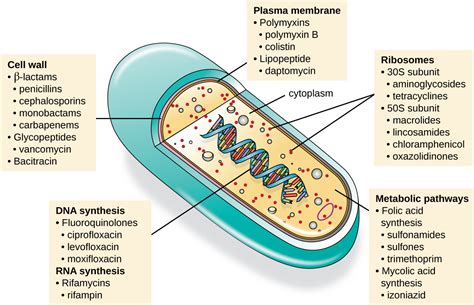 Mechanisms of Antibacterial Drugs · Microbiology