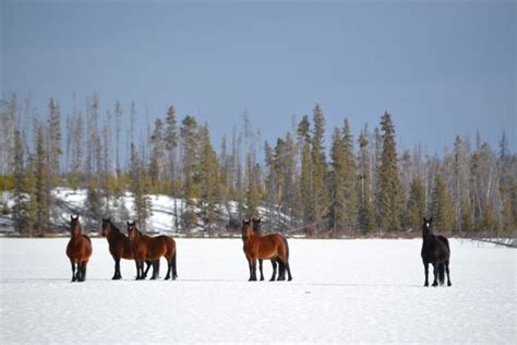 New research paper shows wolf predation on wild horses – Zoocheck